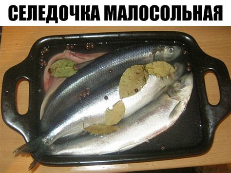 СЕЛЕДОЧКА МАЛОСОЛЬНАЯ