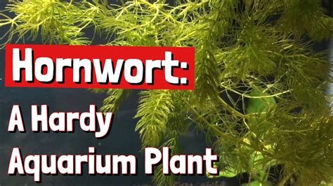 Hornwort A Hardy Aquarium Plant Youtube