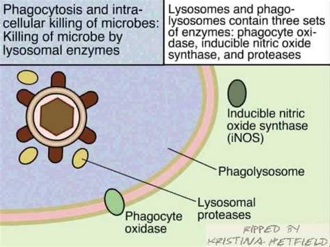 Phagocytosis And Intracellular Destruction Of Microbes YouTube