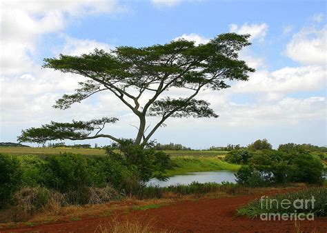 Hawaiian Koa Tree Oahu Photograph by Camm Kirk