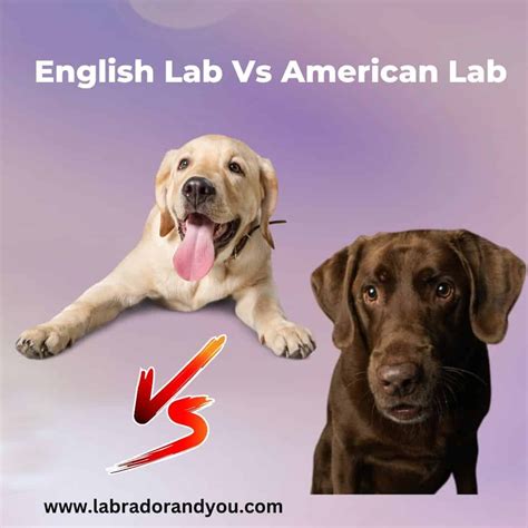 English Lab Vs American Lab: Major Differences Revealed (NEW)