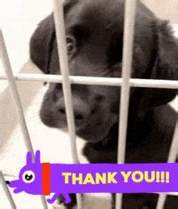 Thank You Gif Cute Dog - Thank You Dog Gifs Get The Best Gif On Giphy ...