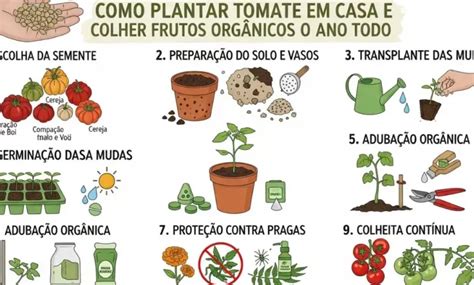 Como Plantar Tomate Em Casa - Como Plantar Tomate em Casa: O Guia Definitivo para Colher o Ano Todo