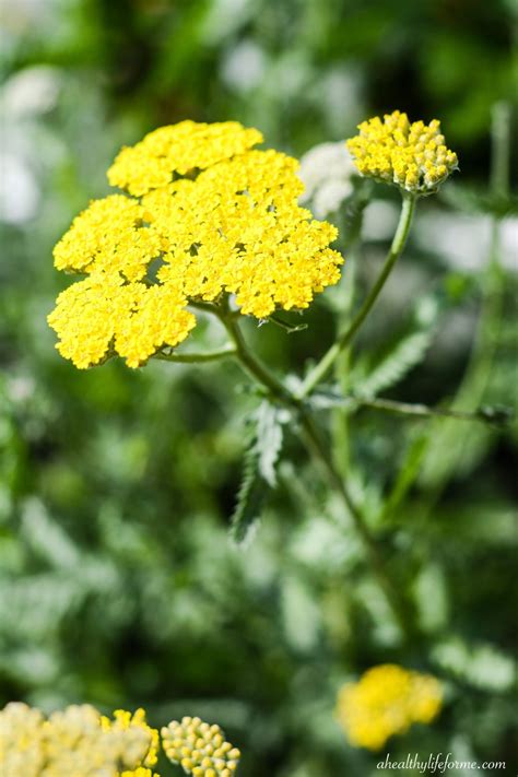 grow  care  yarrow  healthy life