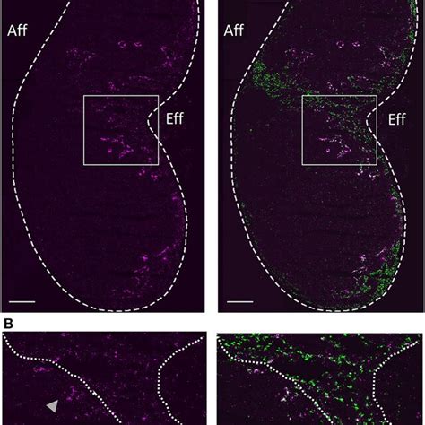 In Situ Mapping Of Ptx3 LECs In Situ Hybridization RNAscope ISH