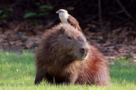 100 Imágenes De Capybara
