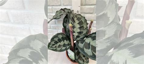 Калатея Хелен Кеннеди, Ланцефолия, Варшевича купить в Челябинске ...