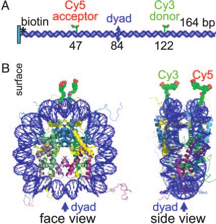 Locations Of The Donor And Acceptor Fluorophores On Nucleosomal Bp