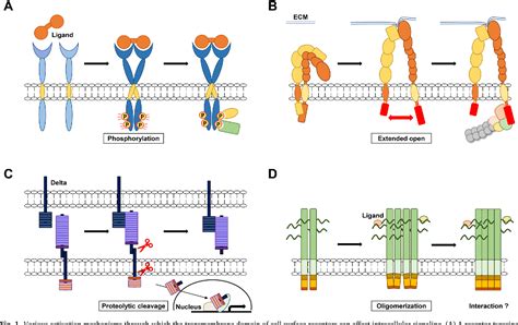 Figure 1 From Syndecan Transmembrane Domain Modulates Intracellular