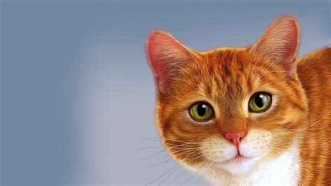 54 Ginger Cat Wallpapers - WallpaperBoat