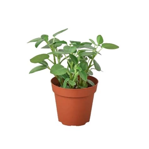 Pixie Peperomia | Plant Addicts