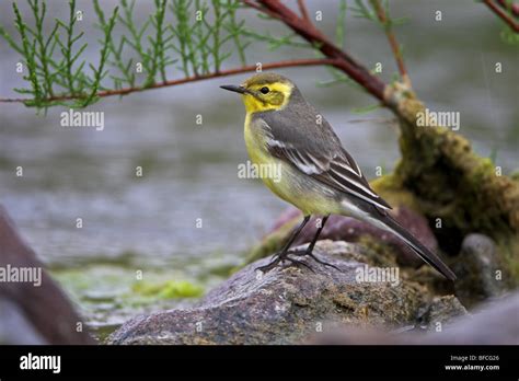 Citrine Wagtail Motacilla Citreola Stock Photo Alamy