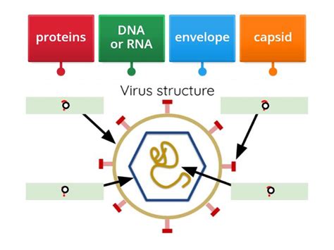virus structure labelled diagram