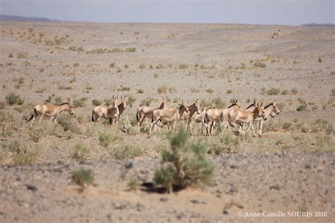 The Mongolian Wild Ass Mongolian wild ass khulan conservation Protection de l hémione de Mongolie