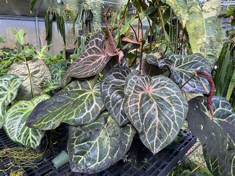 Anthurium Nse Red Crystallinum Seedling Nse Tropicals