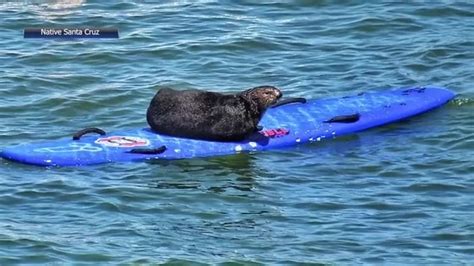 Sea Otter Harassing Surfers Off The California Coast Eludes Capture As