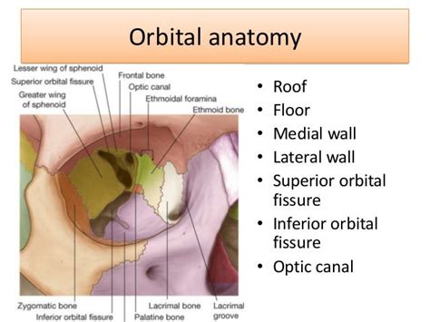 Orbital Floor Anatomy Ct - Carpet Vidalondon