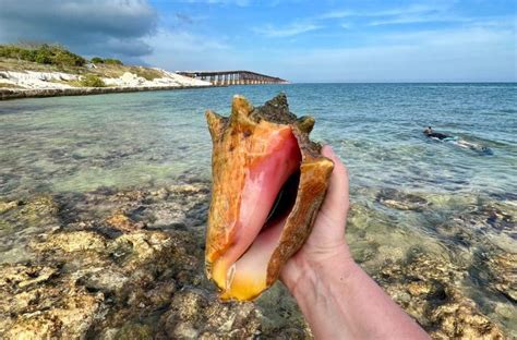 Conch Shell A Pearl In The Ocean Seafood Peddler