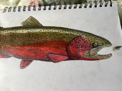 Red cutthroat trout by styracoart on DeviantArt