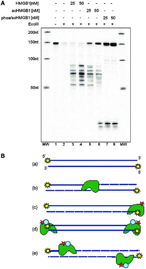 Exonuclease Iii Digestion Of The Complexes Of 32 P Labelled 147 Bp Dna