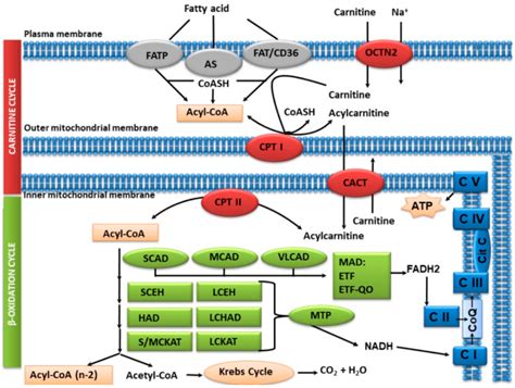 Beta Oxidation Carnitine