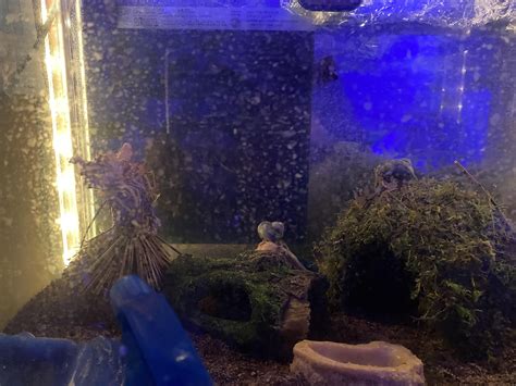 they found their god : r/hermitcrabs