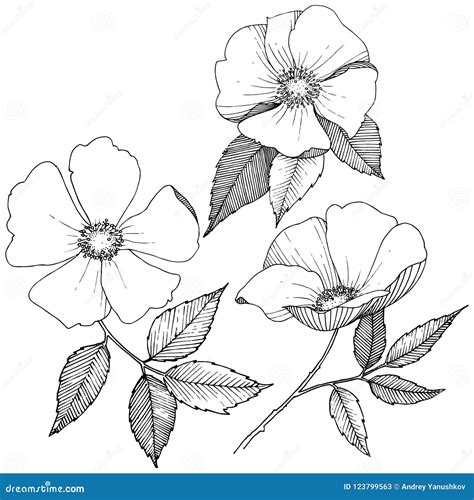 Wild Rose In A Vector Style Isolated Stock Vector Illustration Of