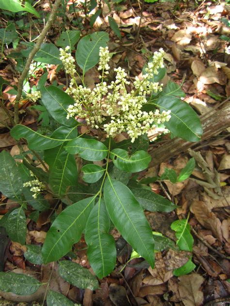 identify  medium sized tree species