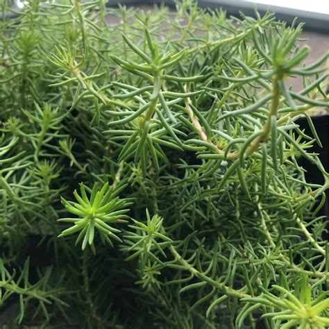 Gray Sedum | Grow Wild Greenery