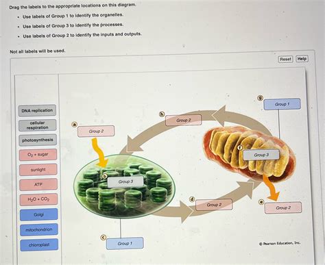 [Solved] Drag the labels to the appropriate locations on this diagram
