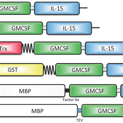 Schematic representation of the plasmid vector constructs tested for ...
