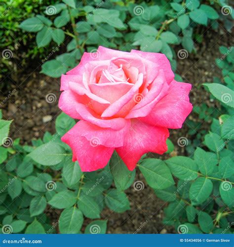 Bright Red Rose Stock Photo Image Of Season Ornamental 55434056