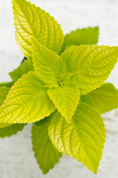 Coleus Chartres Street 4 Pot Easy Care Garden Plant Plantsome