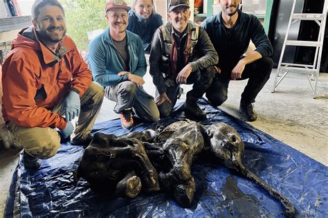 Scientists Create Woolly Mammoth Meatball — But Are Too Scared To Eat