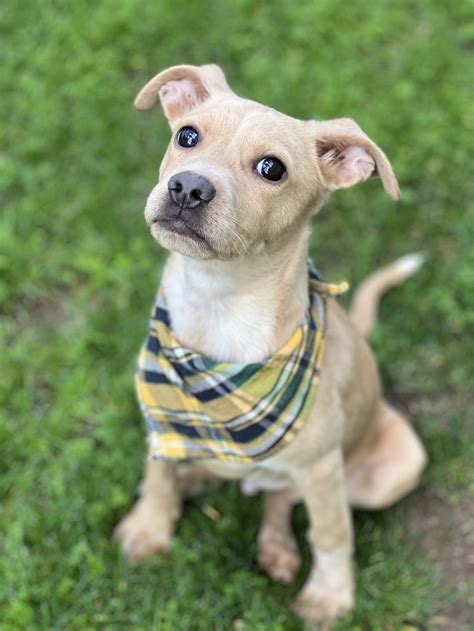 Dog for Adoption - Frankie, a Beagle in Ahwatukee Foothills, AZ | Alpha Paw