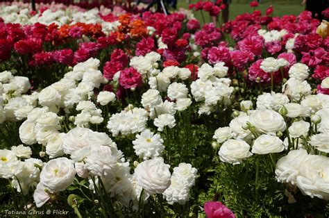 Ranunculus. ранункулюс (лютик садовый). Carnival of Flower… | Flickr