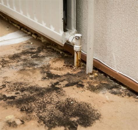 Mold Removal Services Mold Remediation Services Restore Pros