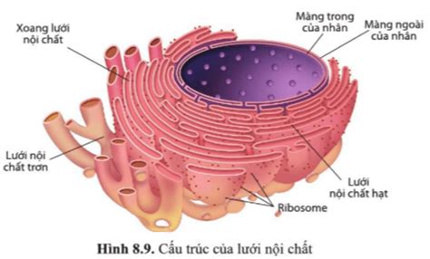 sinh hoc lop  bai  canh dieu cau truc cua te bao nhan thuc giai