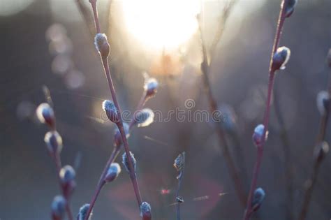 Natural Spring Background With Pussy Willow Branches Stock Photo Image Of Tradition Spring