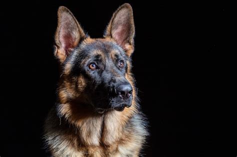 Premium Photo German Shepherd Portrait