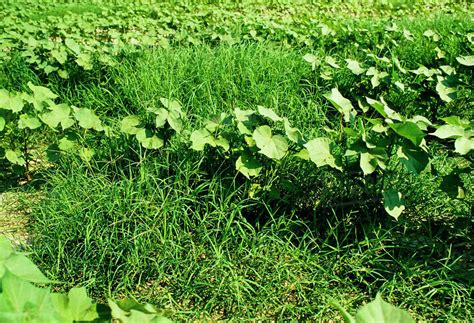 Agriculture Weeds An Infestation Of Bermudagrass Cynodon Dactylon