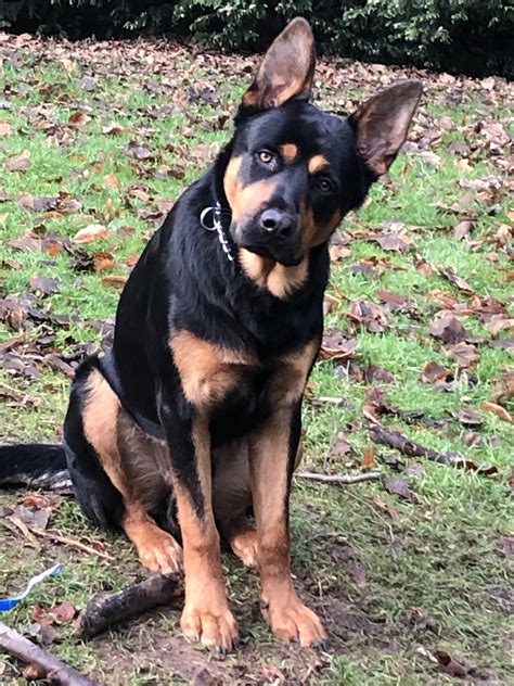 German Shepherd Cross Rottweiler Store | congdoan.sgu.edu.vn