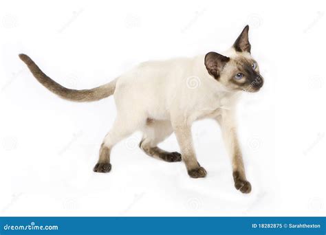 Siamese Cat Stock Photo 43149228