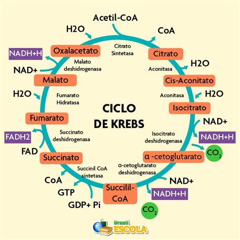 Quantos Atps São Produzidos No Ciclo De Krebs - Diagrama Do Ciclo De Krebs Facil