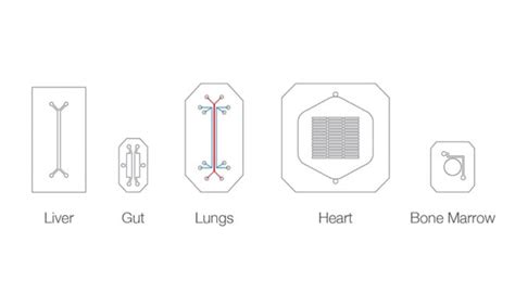 Organs On Chips Emulates Human Organs For Better Biomedical Testing