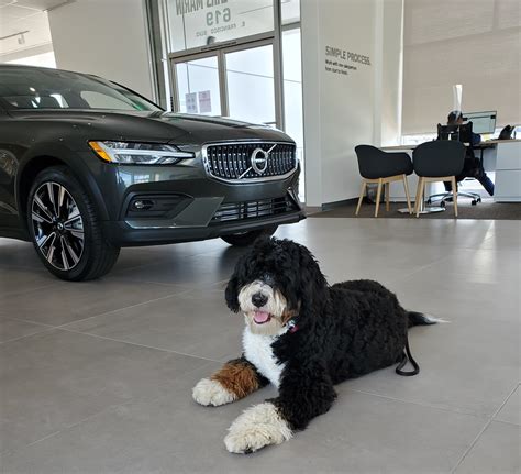 volvo cars marin 9