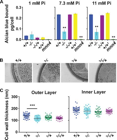 Pho84 Was Required For A Normal Phosphomannan Cell Wall Layer A