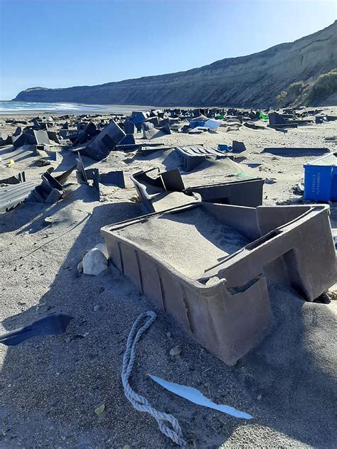 Playas De Plástico Alarma Por Animales Rodeados De Basura En Las