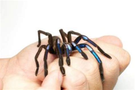 Scientists Recently Discovered An Electric Blue Tarantula Species Named