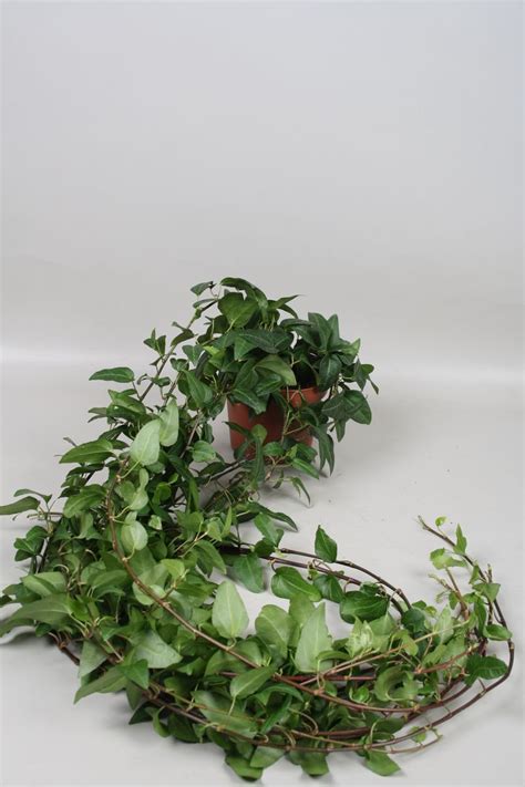 Hedera Helix Plant Wholesale FlorAccess